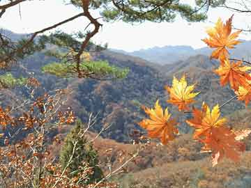 盘中连板池：中百集团19天11板，实益达6连板