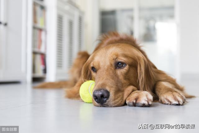 老人遭猎狗围咬伤口深达肌层 家属准备提起民事诉讼