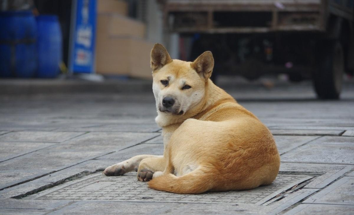 广州拟将土狗移出禁养危险犬名录 征求意见中