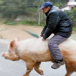 年猪没按住 男子骑猪狂飙几十米 村民笑翻天