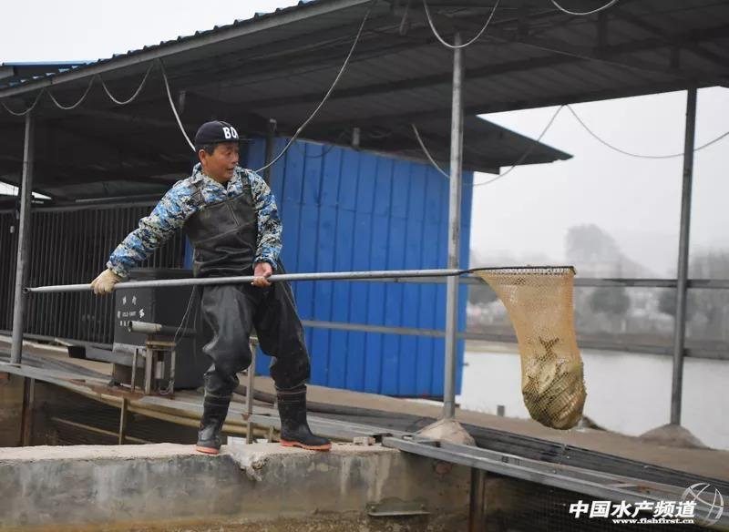 益阳有大鱼拖人下水吃掉系谣言 村民捞鱼溺亡引发误传